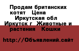 Продам британских котят › Цена ­ 3 000 - Иркутская обл., Иркутск г. Животные и растения » Кошки   